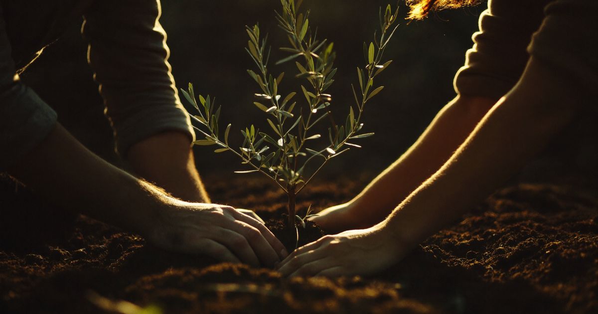 Les mains d’un homme et d’une femme plantent ensemble un jeune olivier dans la lumière dorée